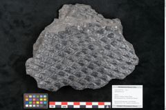 Foto (Objekt + Etikett) von Lepidodendron sp.  (NHMW-GEO-2024-0188-11027)